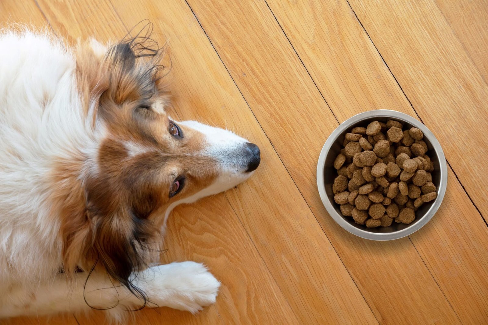 Understanding Cat and Dog Nutrition: A Comprehensive Guide