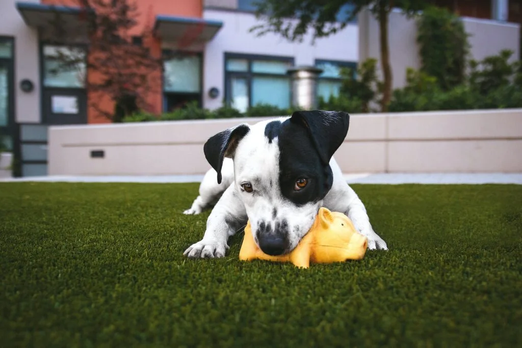 Unleashing the Secrets of Dog Behavior and Training: A Guide to a Happy, Well-Behaved Canine Companion